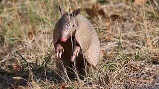 Playful armadillo won't leave his friend alone!
