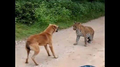 Dog Fight Leopard😱 Most Watched😱