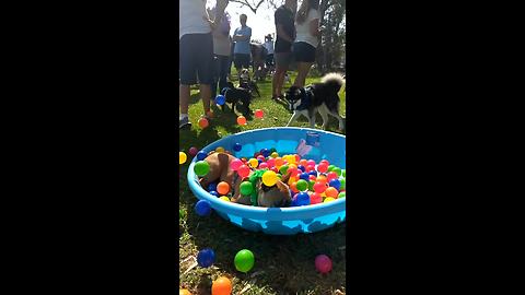 French Bulldog jumps into ball pit in epic slow motion