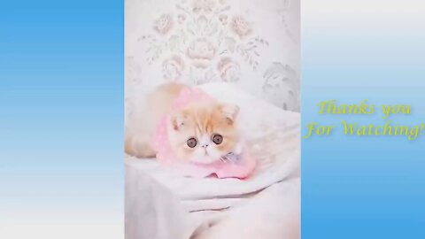 Baby Cats - Cute and Funny Cats & Puppy Videos Compilation
