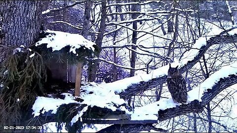 Male Eagle Owl Calling for His Mate 🦉 02/21/23 17:30