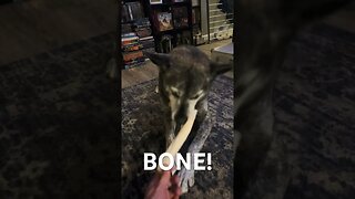 Pup Loves Dem Bones #dog #husky #shorts