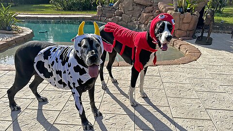 Funny Great Danes Pose Perfectly In Their Surf & Turf Halloween Costumes