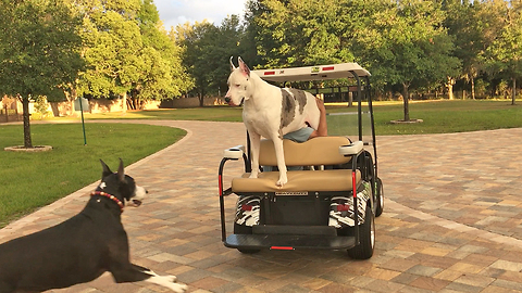 Funny Max the Great Dane Loves Going For a Golf Cart Ride