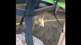 Spider and its prey in slowmotion