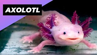 Axolotl 👽 The Alien-like Creature of the Aquatic World #shorts