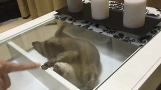 Pet otter play fights with his owner