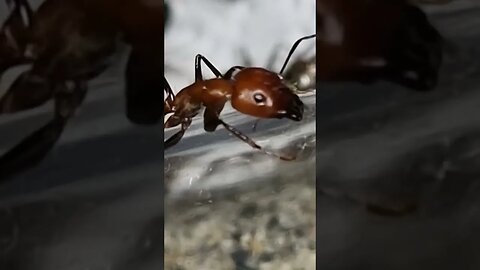 camponotus nicobarensis major on guard