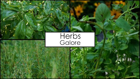 Harvesting & Pruning Bushes of Herbs