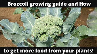 Broccoli growing guide and How to get more from your plants!