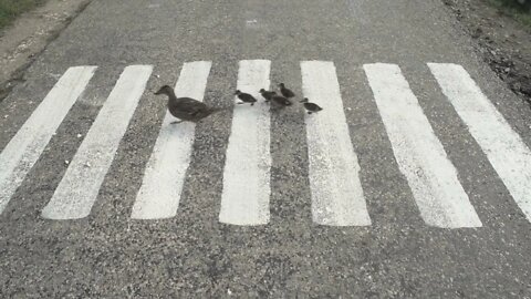 Duck With Ducklings Crossing The Road