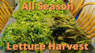 Year long lettuce harvesting!