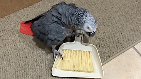 Ferocious parrot battles with a whisk broom