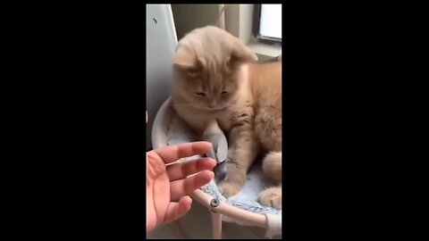 Cat and bird are good friend😚❤️ Funny pets life #10