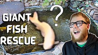 1 MINUTE FISH RESCUE --------- giant 27 in koi fish rescue/ rehome [rescuing 2 extra large koi fish]