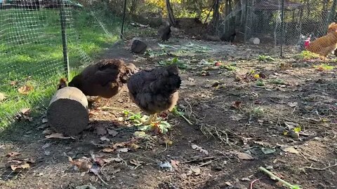 Live Unedited Footage Of Broody Hens And Her Chicks | 10 Day Old Chicks