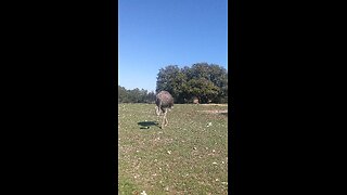 Ostrich at Fossil Rim Wildlife Park