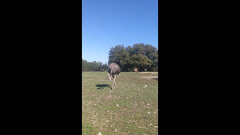 Ostrich at Fossil Rim Wildlife Park