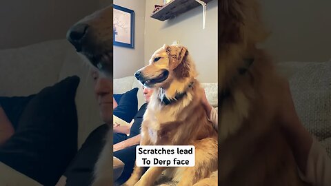 Golden Retriever scratches lead to #derp face #dog #goldenretrievers