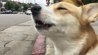 Adorable Corgi Howls Along To Passing Fire Truck