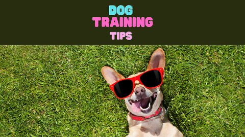 Dog Training Tips & Tricks