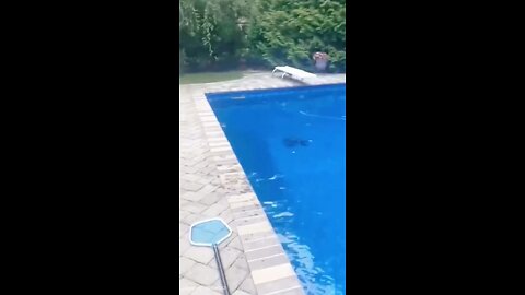 Funny animals videos pet dog try swimming for the first time