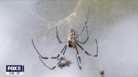 Check Your Bingo Cards: Huge, Floating Spiders Are Set To Invade New York City This Summer