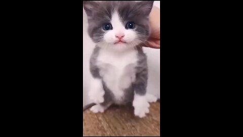 Funniest_Videos_2023_😂_Funny_Cats_🐱_#cute_#cat_#