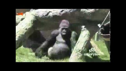 Gorillas Funny animal video videos