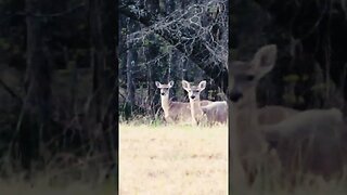 Deer running