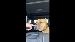 MASSIVE Pit Bull is the best “road dog” 🦁😍