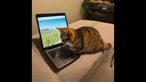 My Tommy cat watching movie with your owner.😺😀🤓