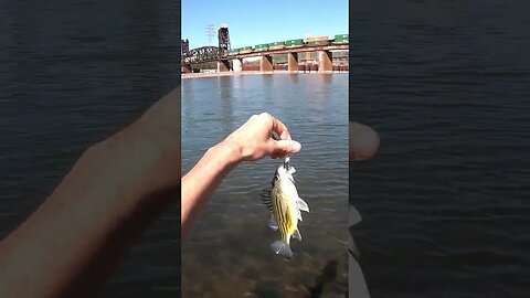 tennessee river fishin striper