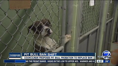 Denver council member proposes lifting pit bull ban in the city