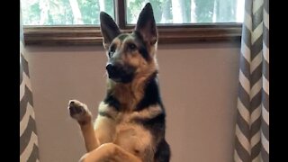 Intelligent German Shepherd loves saying "hello" to his owner