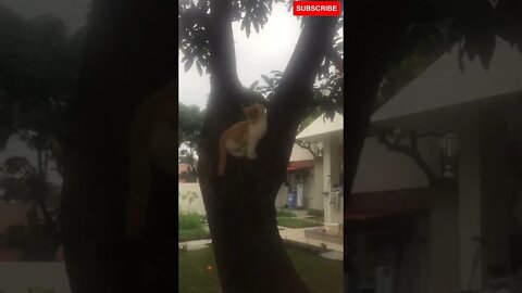 Naughty Kitten Jumping on tree #shorts #naughtykitten #cat