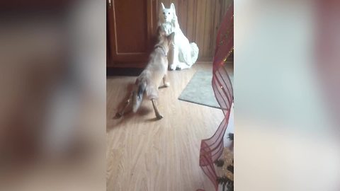 Funny Dog Wants To Play With A Ceramic Pup