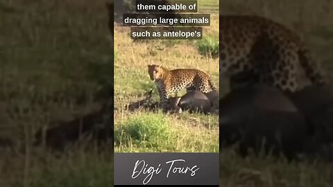 "Amazing Footage: Leopard Drags Prey to Safety for Future Feast!"