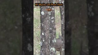 KY Public Bucks on Their Feet. #deer #ky #hunting #kentucky #bucks #hunt #publicland #outdoors #WMA