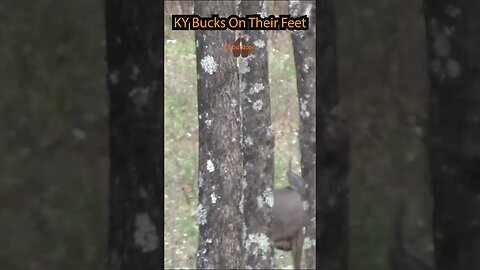 KY Public Bucks on Their Feet. #deer #ky #hunting #kentucky #bucks #hunt #publicland #outdoors #WMA