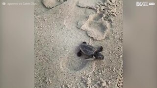 Un adorable bébé tortue court sur la plage