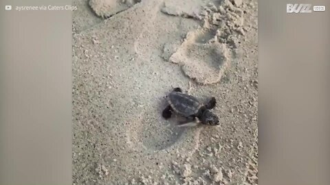 Un adorable bébé tortue court sur la plage