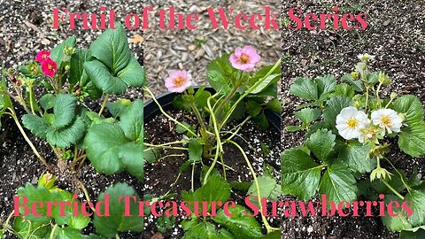 How To Grow Berried Treasure Strawberries In Your Garden // Fruit of the Week Series