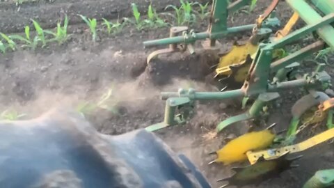 Cultivating corn