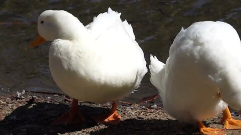 CatTV: Double White Duck Up close