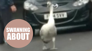 Hilarious video shows irate drivers forced to wait for a SWAN