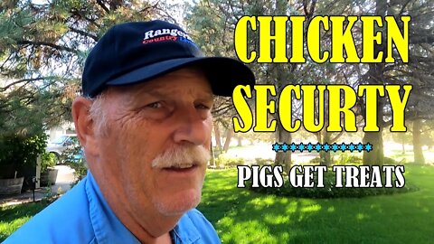 Chicken Security & Pigs Get Treats