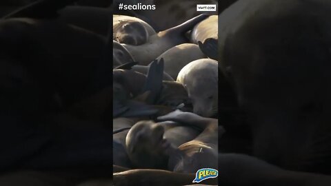 #sealions, #funnyanimals, All times best wildlife video, #youtubeshorts