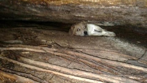 Bomberos logran salvar la vida de una perrita atrapada entre dos rocas en la Playa