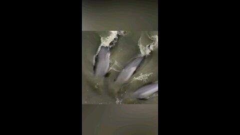 Why Would These Dolphins Strand Themselves？